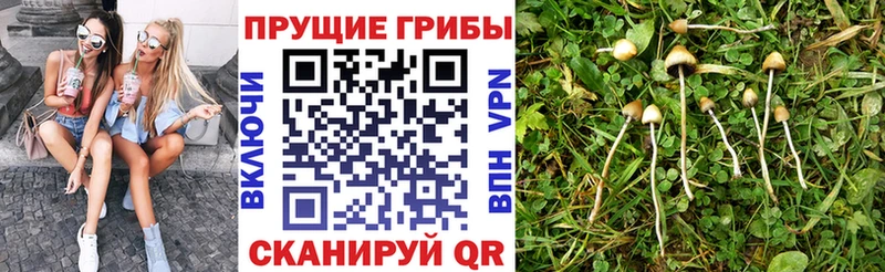 Псилоцибиновые грибы MAGIC MUSHROOMS что такое Копейск