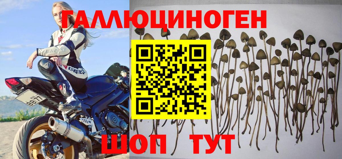 Галлюциногенные грибы Psilocybine cubensis Копейск